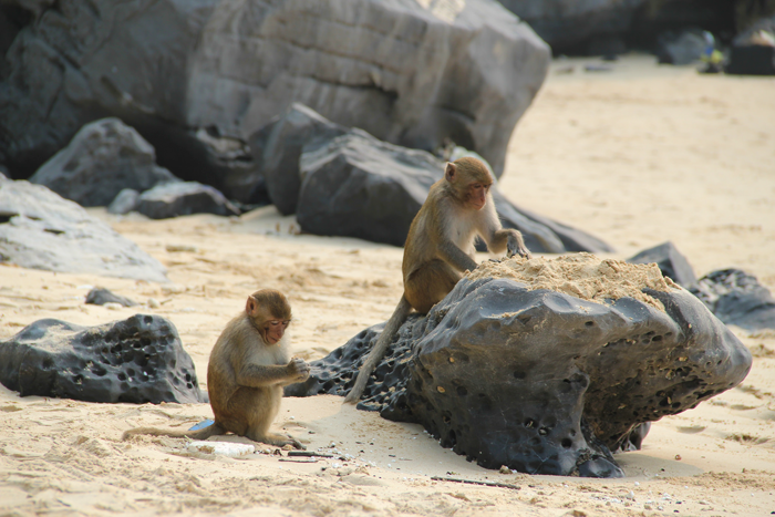 Cute monkeys on Monkey Island in Lan Ha Bay
