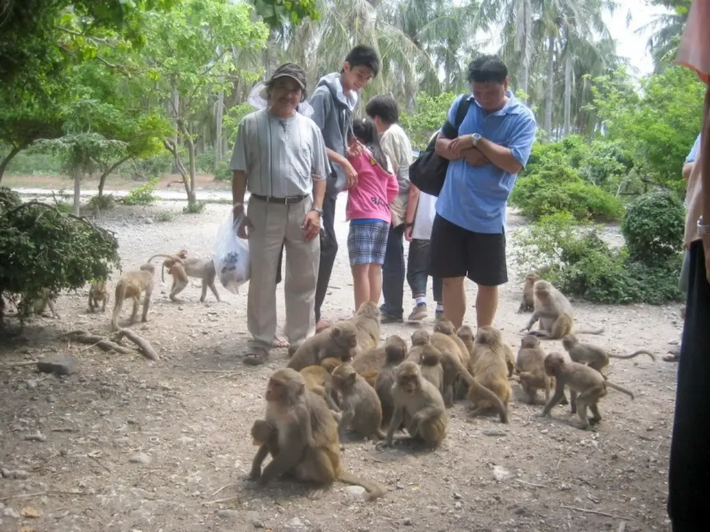 Travelers interacting with monkeys on Monkey Island in Lan Ha Bay