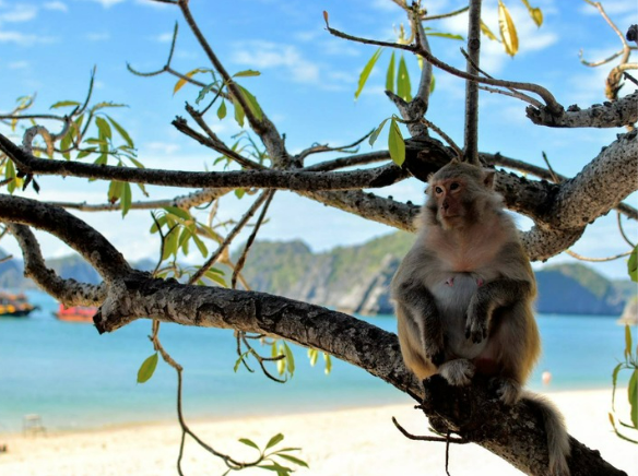 Monkey Island in Lan Ha Bay near Cat Ba
